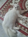 Traditional pure persian cat